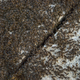 Illustration for article titled These Ants Terrorize Everything—Even Gadgets